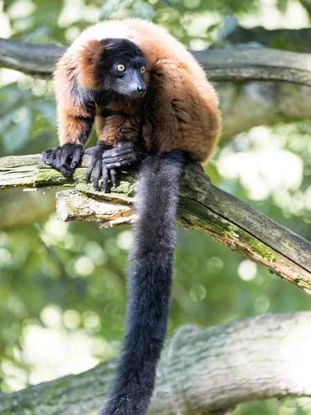 Czerwony Lemur Wari Varecia Rubra Oglądanie Fotografa Drzewa — Zdjęcie stockowe