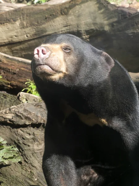 Retrato Oso Sol Malayo Helarctos Malayanus — Foto de Stock