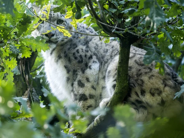 Snow leopard, Uncia ucia, hidden in branches