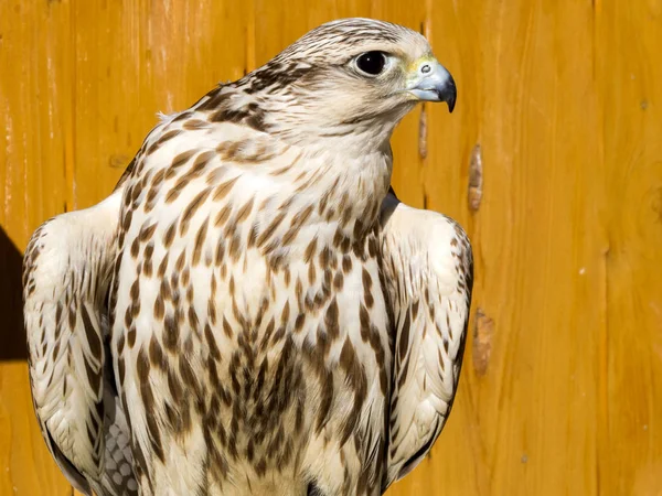 Falco Saker Falco Cherrug Ottimo Aviatore — Foto Stock