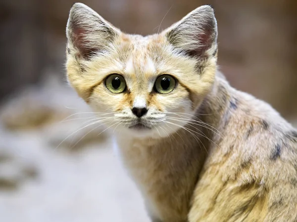 Sand cat, Felis margarita, is a beautiful desert cat