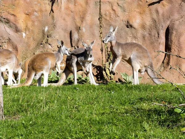 Rotes Känguru Megaleia Rufa Ist Eines Der Größten Kängurus — Stockfoto