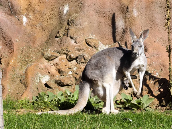 Rotes Känguru Megaleia Rufa Ist Eines Der Größten Kängurus — Stockfoto