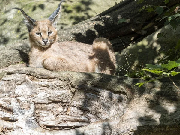 Caracal Caracal Caracal Hunt Birds Air — Stock Photo, Image