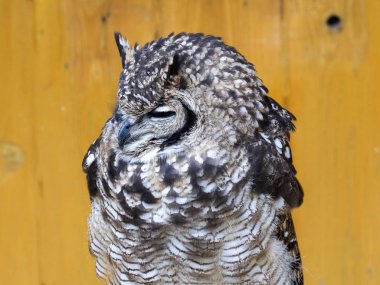 Benekli kartal-baykuş Bubo africanus, Afrika gece kuşu