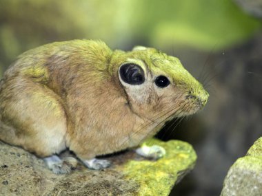 Ortak gundi, Ctenodactylus gundi, Kuzey Afrika yaşıyor