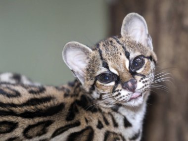 Margay, Leopardus wiedii, güzel Güney Amerika kedi