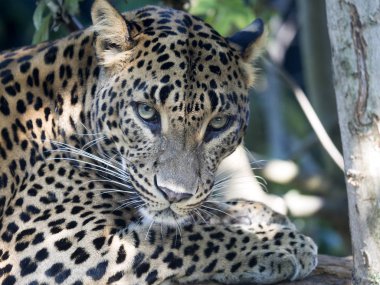 Sri Lanka parsı, Panthera pardus kotiya portresi