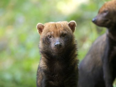 Bush köpek, Speothos venaticus portresi