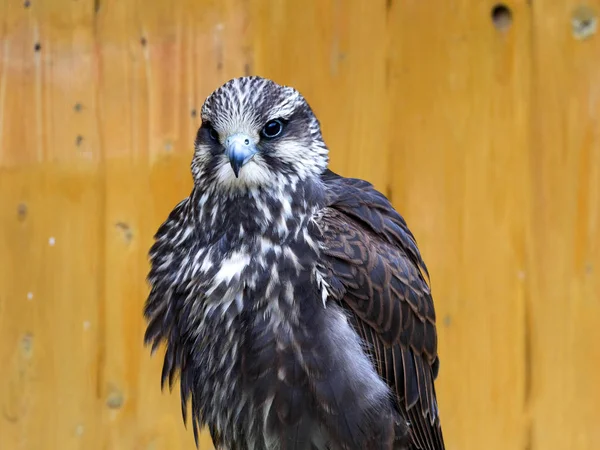 Saker Falcon Falco Cherrug Excellent Aviator — Stock Photo, Image