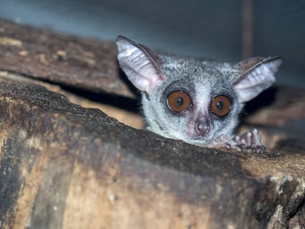 Senegal bushbaby, Galago senegalensis, kavite çevre gözlemler