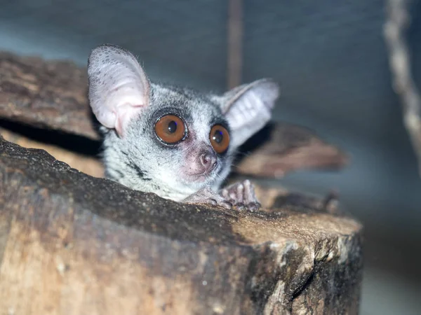 Bebé Arbusto Senegal Galago Senegalensis Observa Los Alrededores Desde Cavidad — Foto de Stock