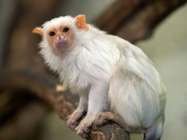 Das Silberäffchen Callithrix Argentata Ist Ein Sehr Beweglicher Affe — Stockfoto