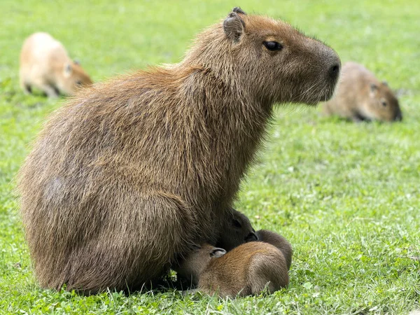 Kobiece Kapibara Hydrochoerus Hydrochaeris Karmienie Piersią — Zdjęcie stockowe