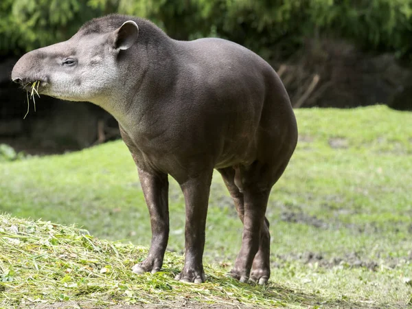 Männliche Südamerikanische Tapire Tapirus Terrestris Werden Mit Gras Gefüttert — Stockfoto