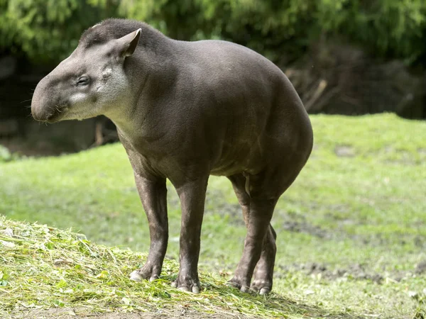 Tapir Sul Americano Masculino Tapirus Terrestris São Alimentados Com Grama — Fotografia de Stock