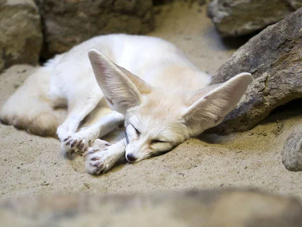 jirousek.zoo-foto.cz