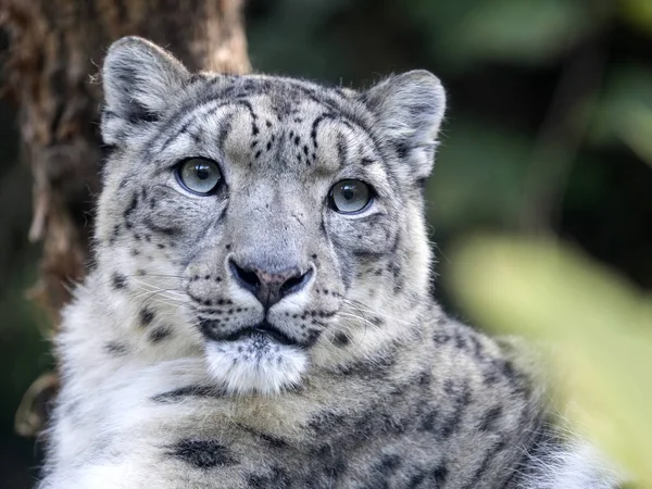 Portarit Snow Leopard Uncia Ucia — Stock Photo, Image