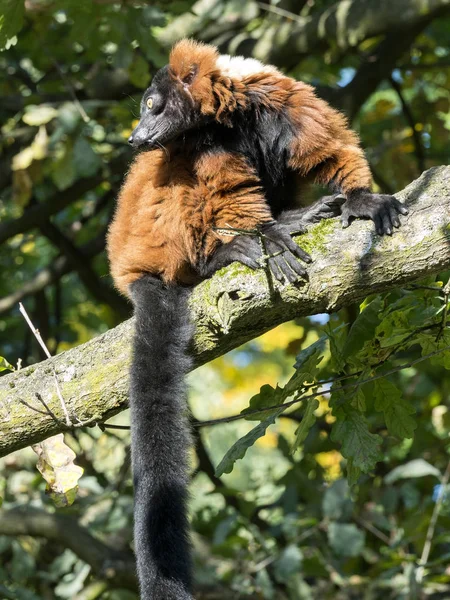 Röd Vari Varecia Rubra Titta Från Fotografens Träd — Stockfoto