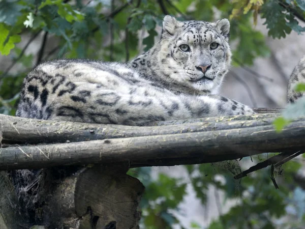 Snow Leopard Uncia Ucia Verborgen Takken — Stockfoto