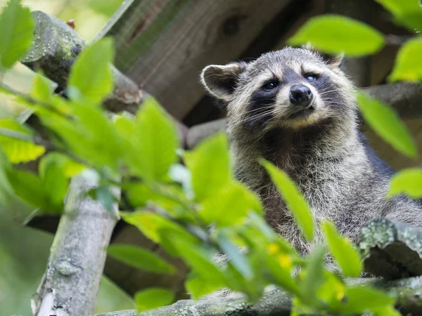 American Raccoon Procyon Lotor Curiously Watches Surroundings — Stock Photo, Image