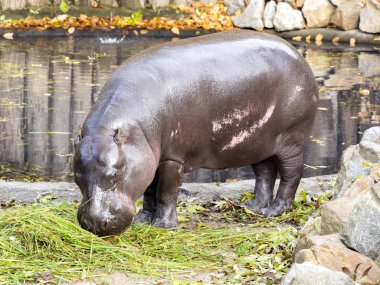 Pigme suaygırı, Choeropsis liberiensis, su deposu