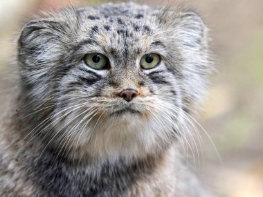 bir erkek güzel Asya portresi Pallas kedisi, Otocolobus manul kedi