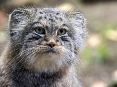 bir erkek güzel Asya portresi Pallas kedisi, Otocolobus manul kedi