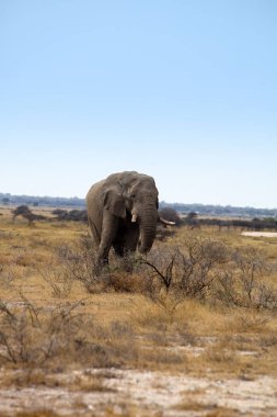 o eski Afrika fili Loxodonta africana bush etkin Milli Parkı, Namibia