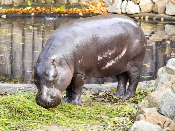 Zwergflusspferd Choeropsis Liberiensis Wasserreservoir — Stockfoto