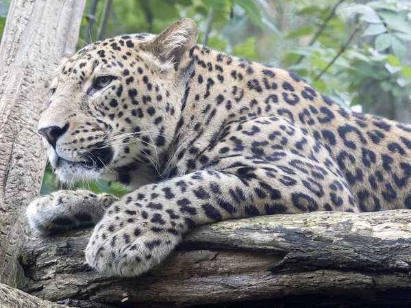 Perzische Luipaard Panthera Pardus Saxicolor Rustend Een Boom — Stockfoto