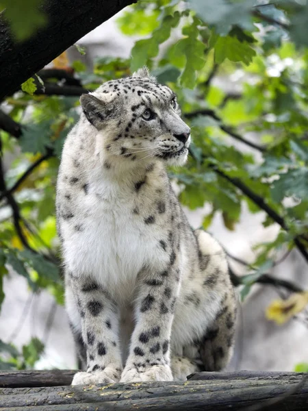 Leopardo Las Nieves Uncia Ucia Escondido Ramas — Foto de Stock