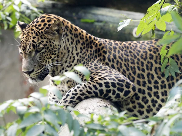 Персидский Леопард Panthera Pardus Saxicolor Покоится Дереве — стоковое фото