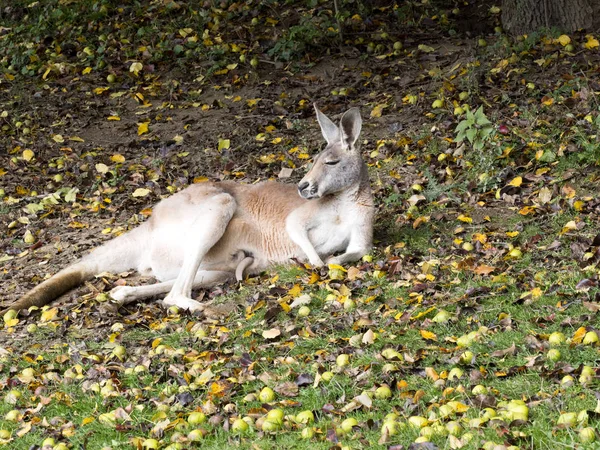 Red kangaroo, Megaleia rufa, is one of the biggest kangaroos