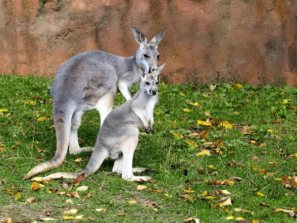 Kangourou Rouge Megaleia Rufa Est Des Grands Kangourous — Photo