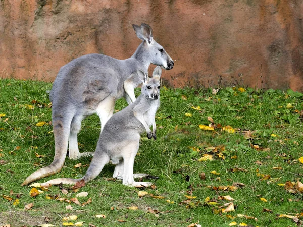 レッド カンガルー Megaleia の西隣である最大のカンガルー — ストック写真