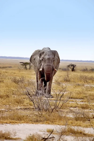 Velho Elefante Africano Loxodonta Arbusto Africano Parque Nacional Etosha Namíbia — Fotografia de Stock