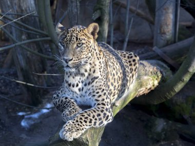 Sri Lanka parsı, Panthera pardus kotiya, etrafına bakıyor