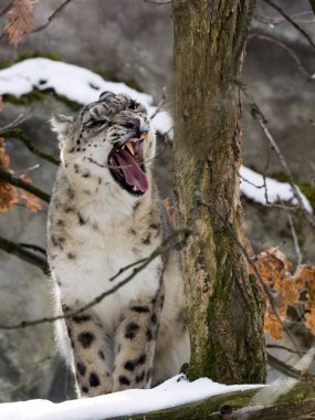 Kar leoparı, Uncia uncia çevreyi izliyor.