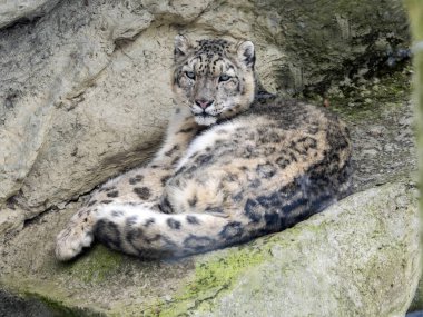 Kar leoparı, Uncia uncia çevreyi izliyor.