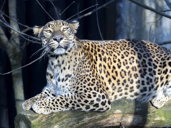 Sri Lanka Luipaard Panthera Pardus Kotiya Kijkt Rond — Stockfoto