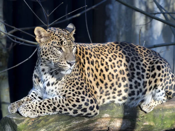 Sri Lanka Luipaard Panthera Pardus Kotiya Kijkt Rond — Stockfoto