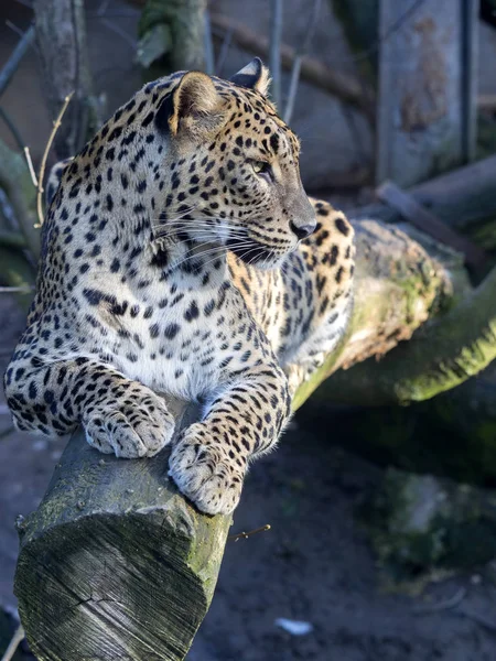 Sri Lanka Luipaard Panthera Pardus Kotiya Kijkt Rond — Stockfoto