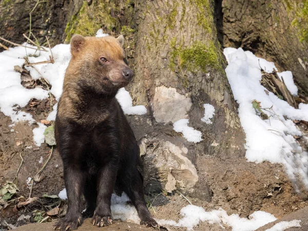 ブッシュ犬 Speothos Venaticus 周りに見える — ストック写真