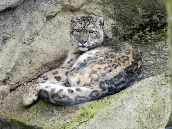 Leopardo Nieve Uncia Uncia Observa Los Alrededores — Foto de Stock