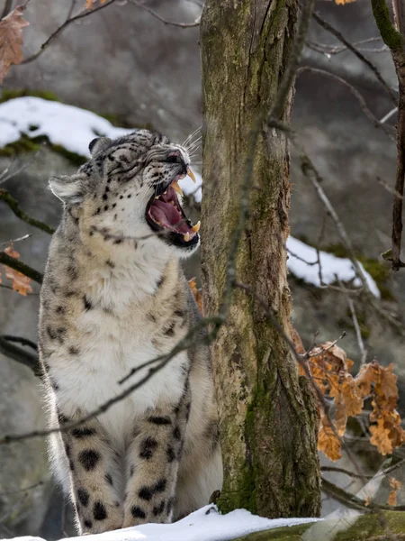 Leopardo Nieve Uncia Uncia Observa Los Alrededores — Foto de Stock