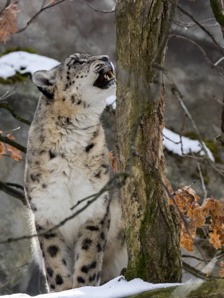 Leopardo Nieve Uncia Uncia Observa Los Alrededores — Foto de Stock