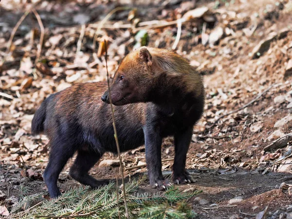 Дивиться Навколо Собака Куща Speothos Venaticus — стокове фото