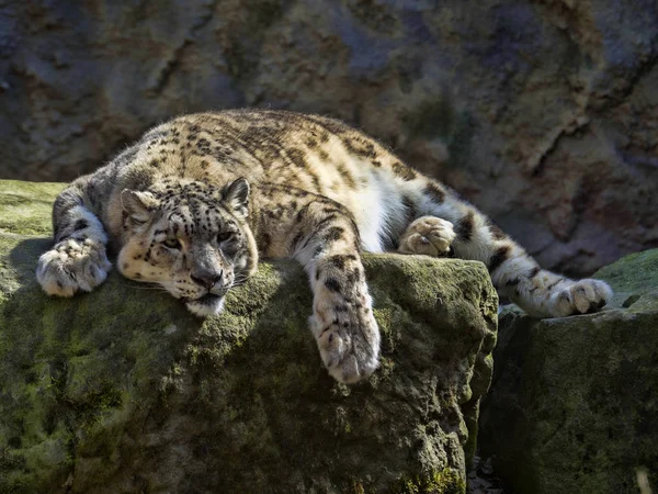 Leopardo Nieve Reposo Uncia Uncia — Foto de Stock