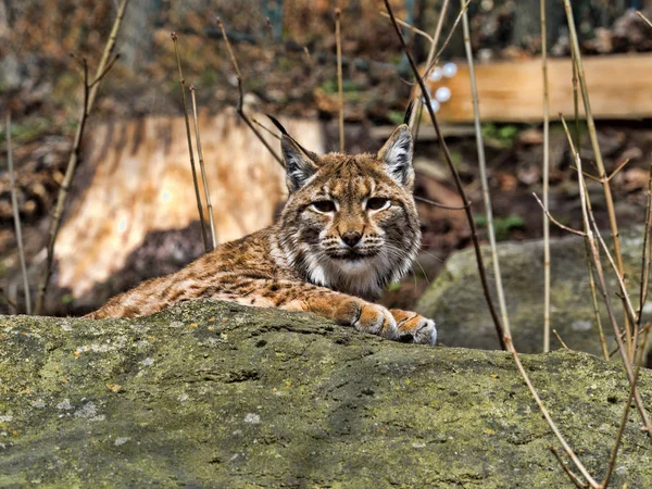 Σκανδιναβική Λυγξ Lynx Lynx Lynx Στηρίζεται Έναν Ογκόλιθο — Φωτογραφία Αρχείου